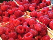 Update on New Rules for Farmers Market Sampling from the Illinois Stewardship Alliance IMG_1782